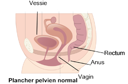 lancher-pelvic-normal