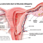 symptothermie, alternative à la pilule, méthode naturelle de contraception. article en esperanto